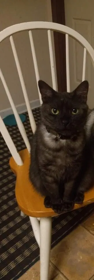 Lost cat in Lilburn, GA, 30047