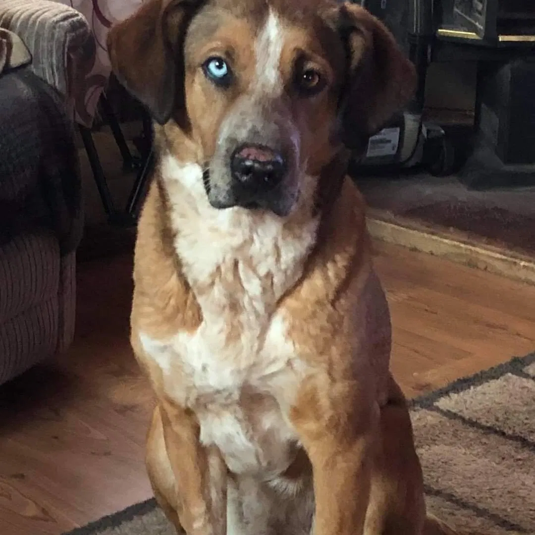 Lost dog in Flagstaff, AZ, 86004