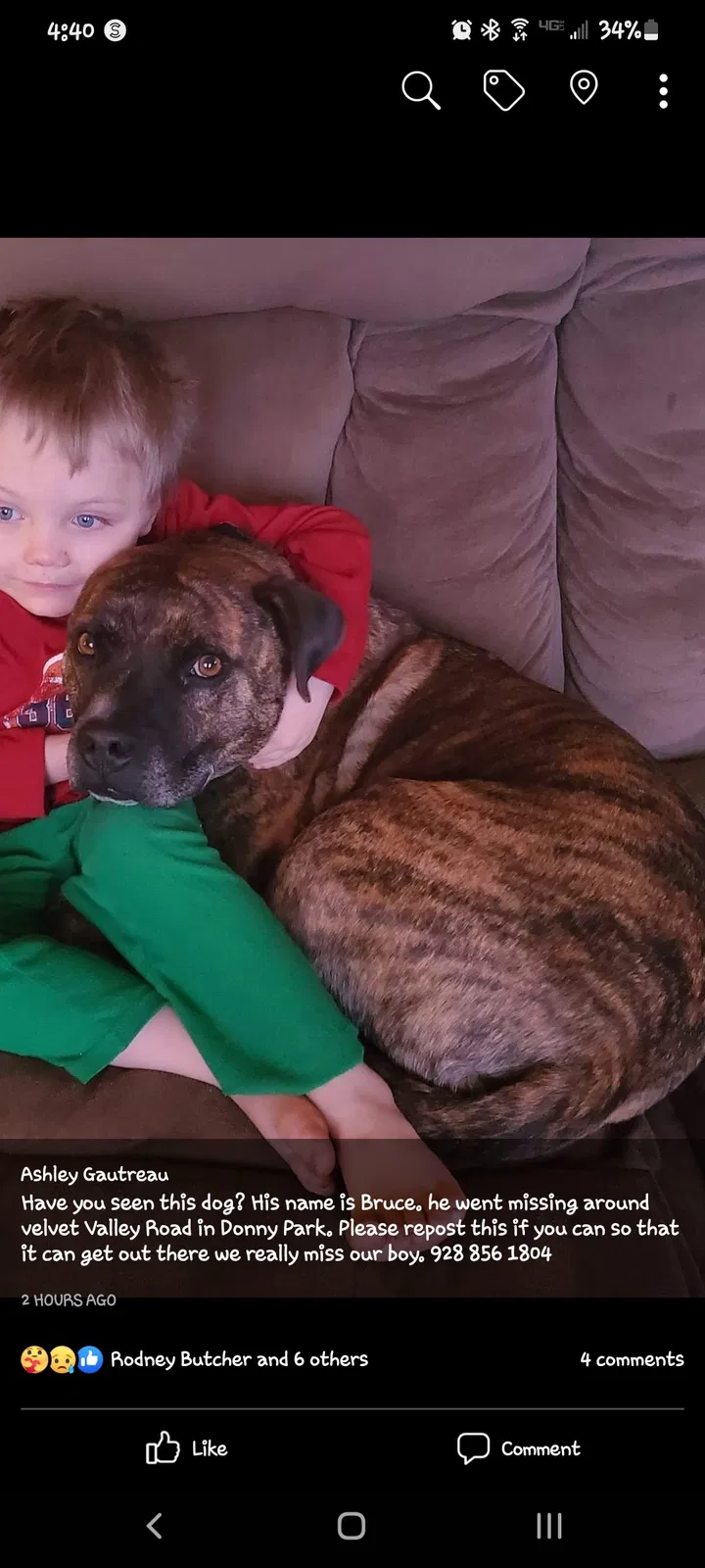 Lost dog in Flagstaff, AZ, 86004