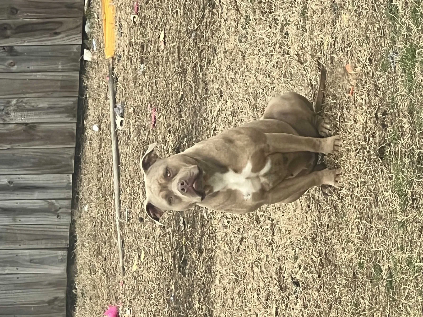 Lost dog in Fayetteville, NC, 28306