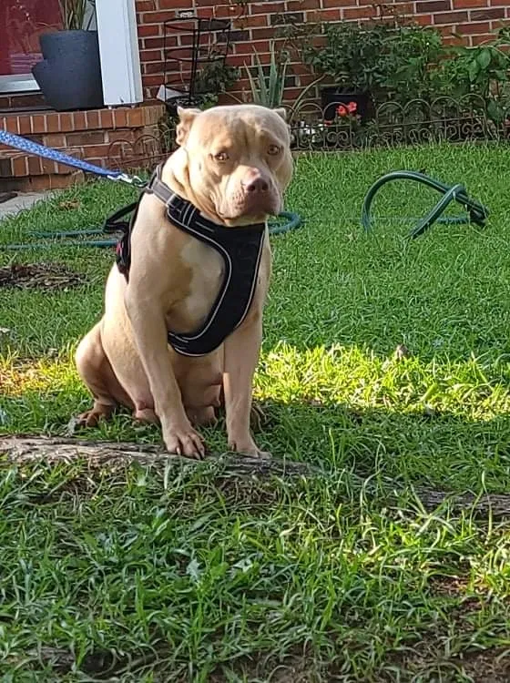 Lost dog in Fayetteville, NC, 28306