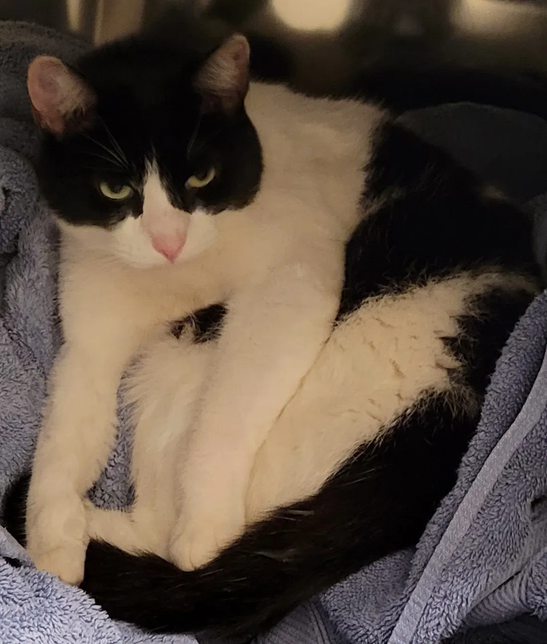 Lost cat in Debary, FL, 32713