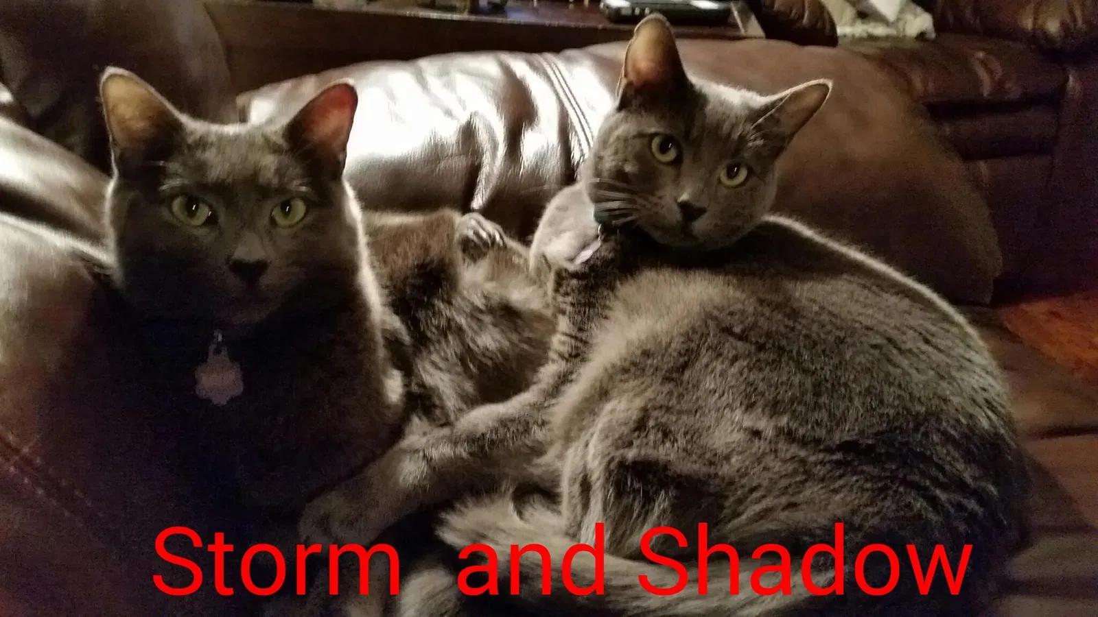 Lost cat in Azusa, CA, 91702
