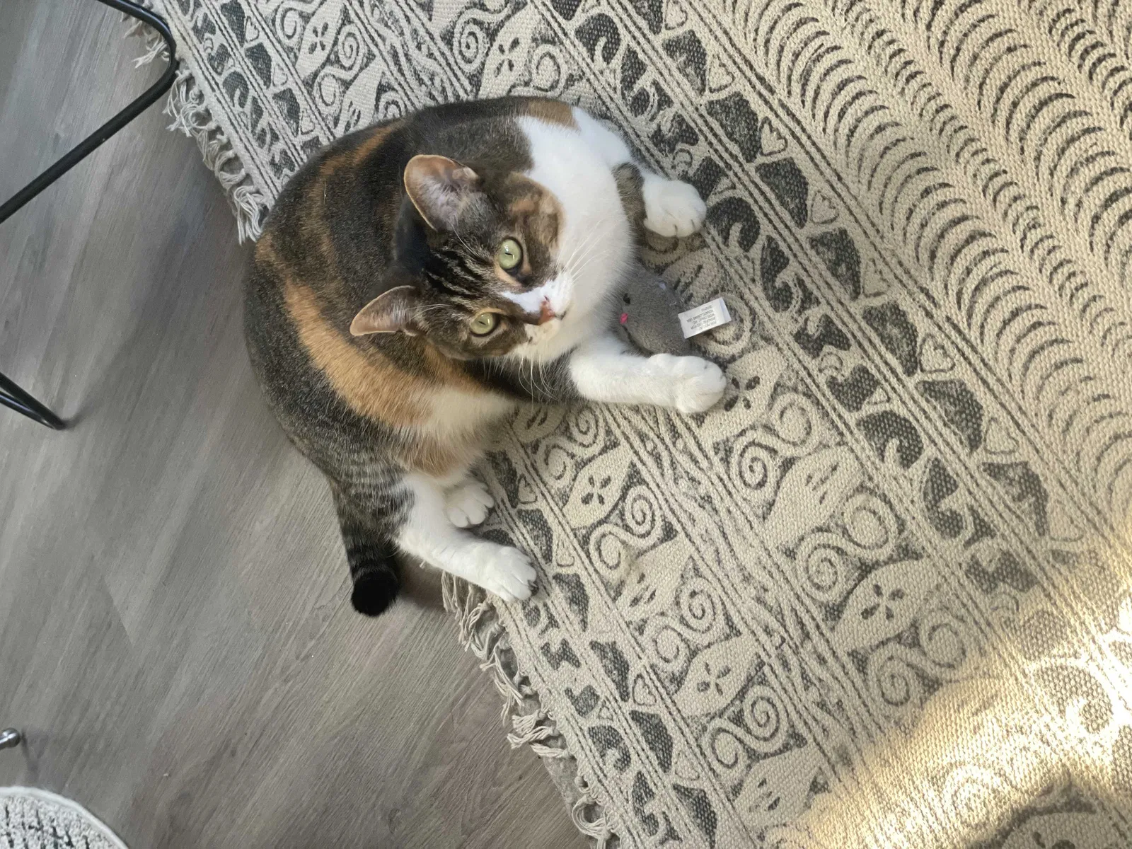 Lost cat in San Diego, CA, 92109