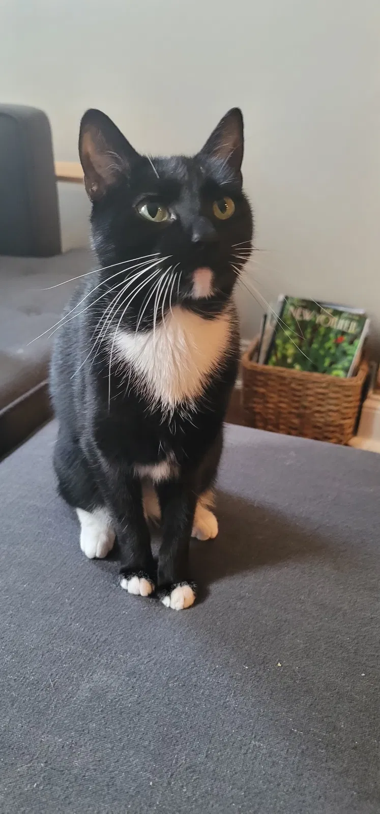 Lost cat in Baltimore, MD, 21202