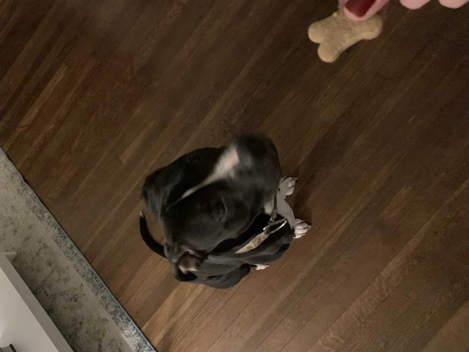 Found dog in Salisbury, MD, 21801