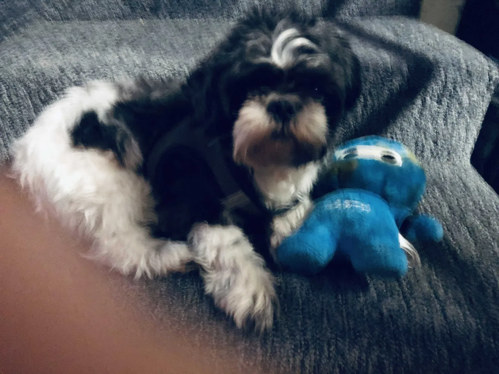 Lost dog in San Antonio, TX, 78207