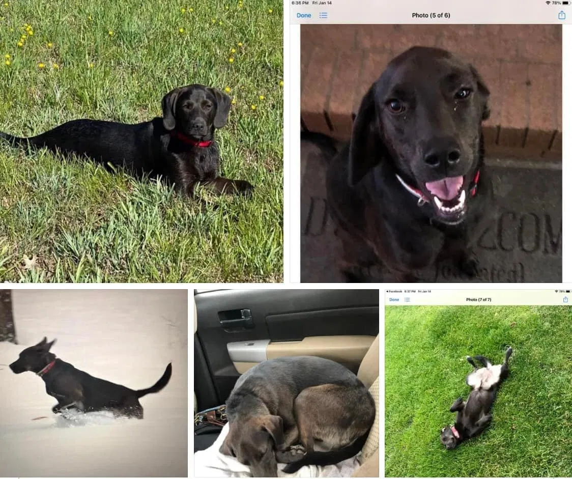 Lost dog in Port Tobacco, MD, 20677