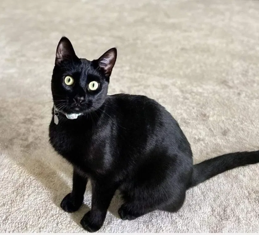 Lost cat in Spring, TX, 77389