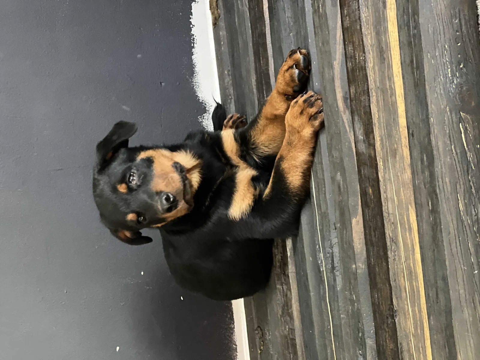 Lost dog in Murfreesboro, TN, 37130