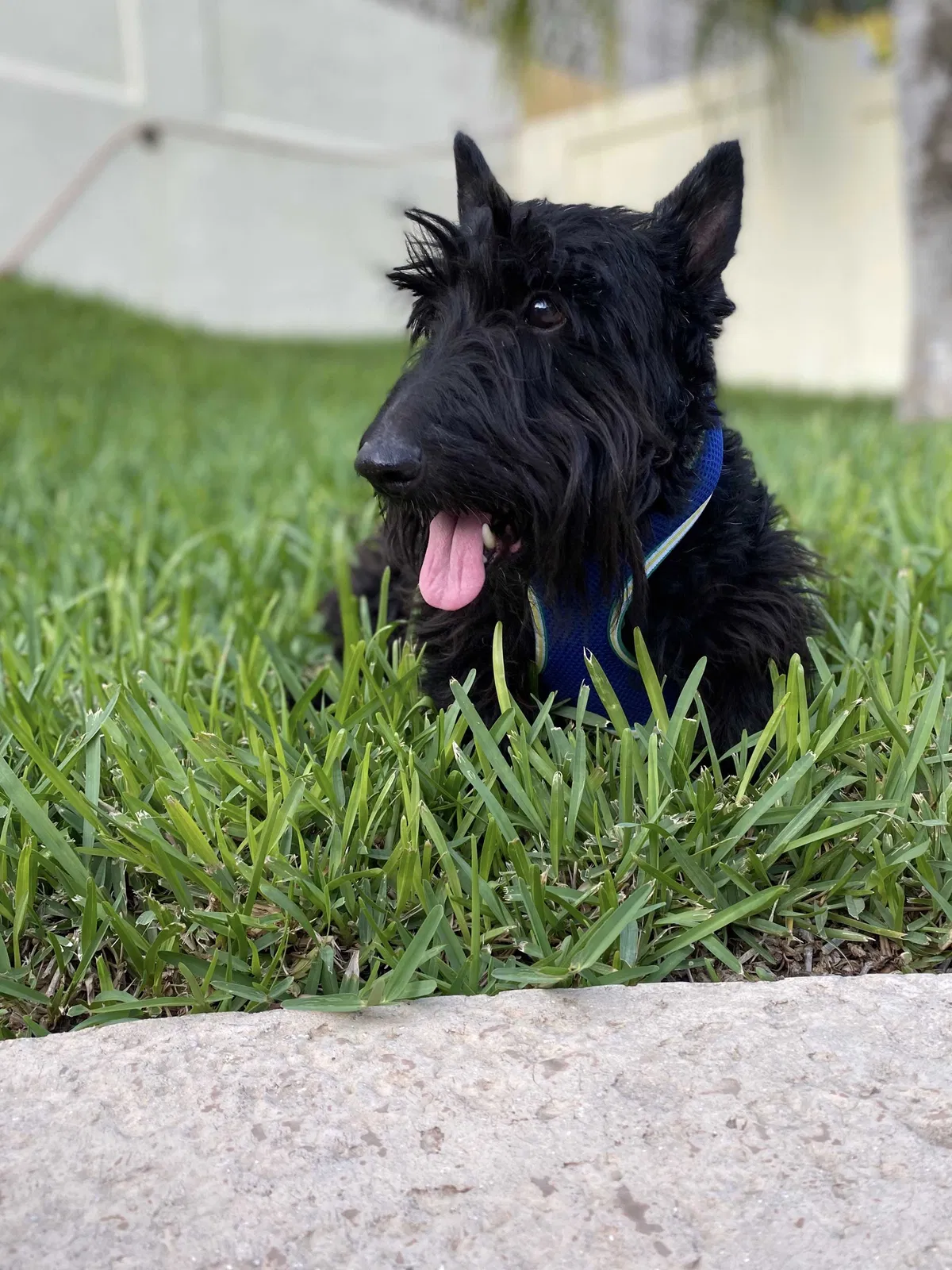 Lost dog in Laredo, TX, 78045