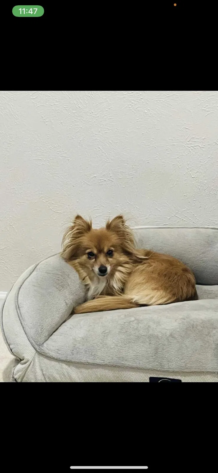 Lost dog in Grand Prairie, TX, 75052