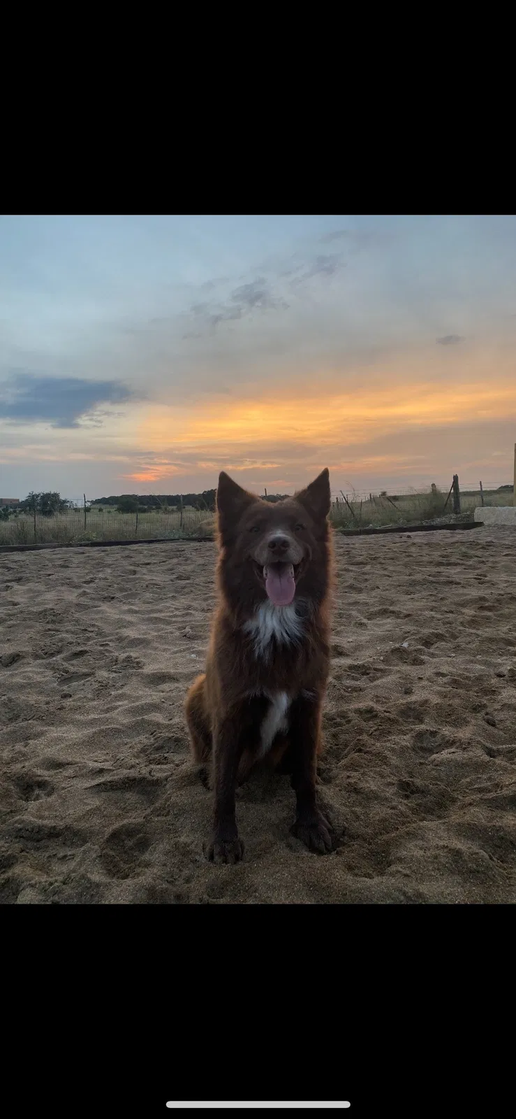 Lost dog in Shreveport, LA, 71118