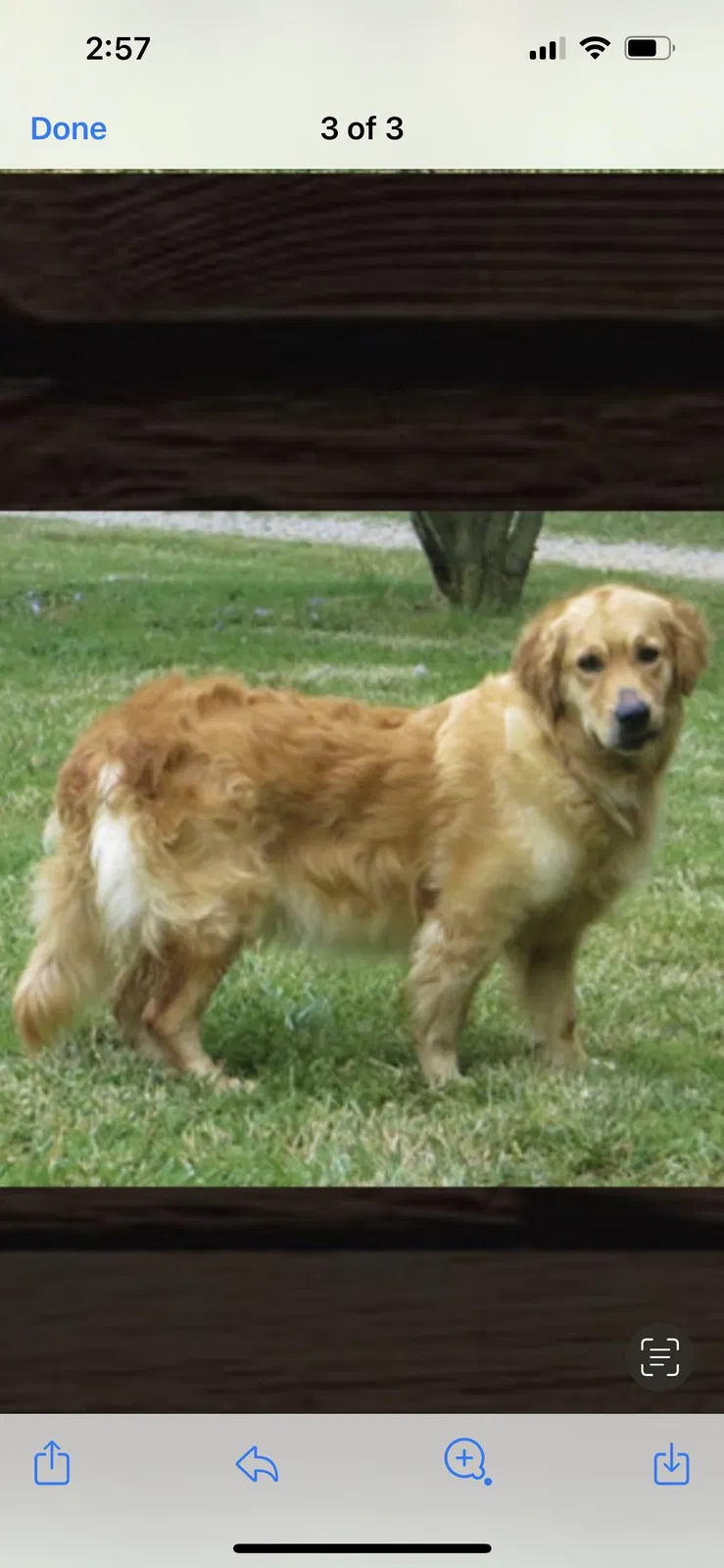 Lost dog in Summerfield, NC, 27358