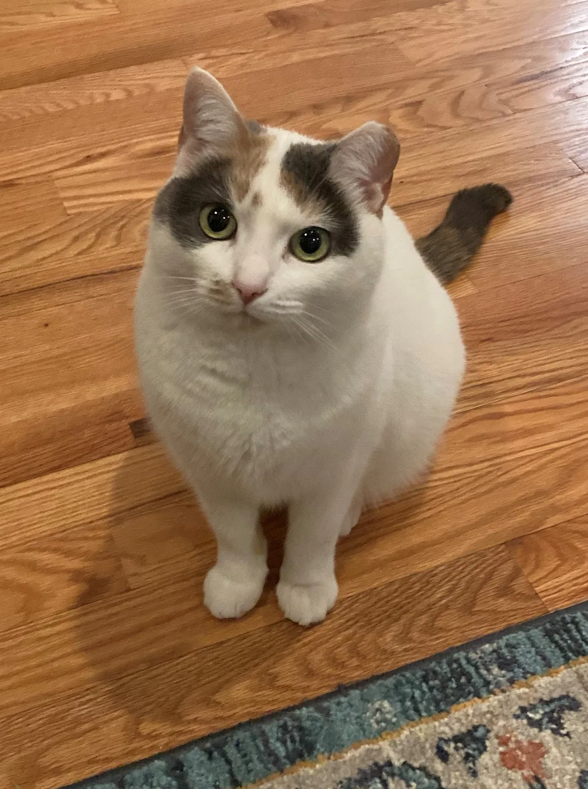 Lost cat in West Roxbury, MA, 2132