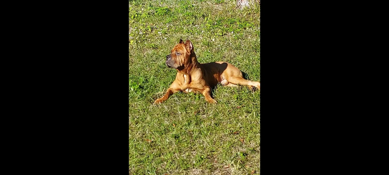 Lost dog in Winter Park, FL, 32792