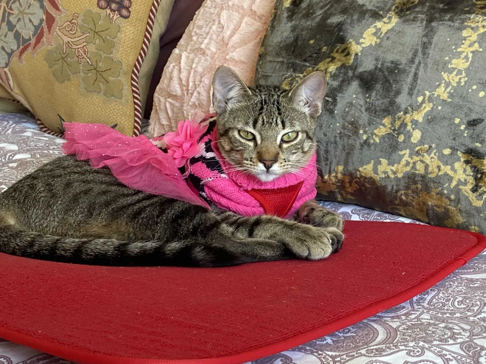 Lost cat in Allen, TX, 75013