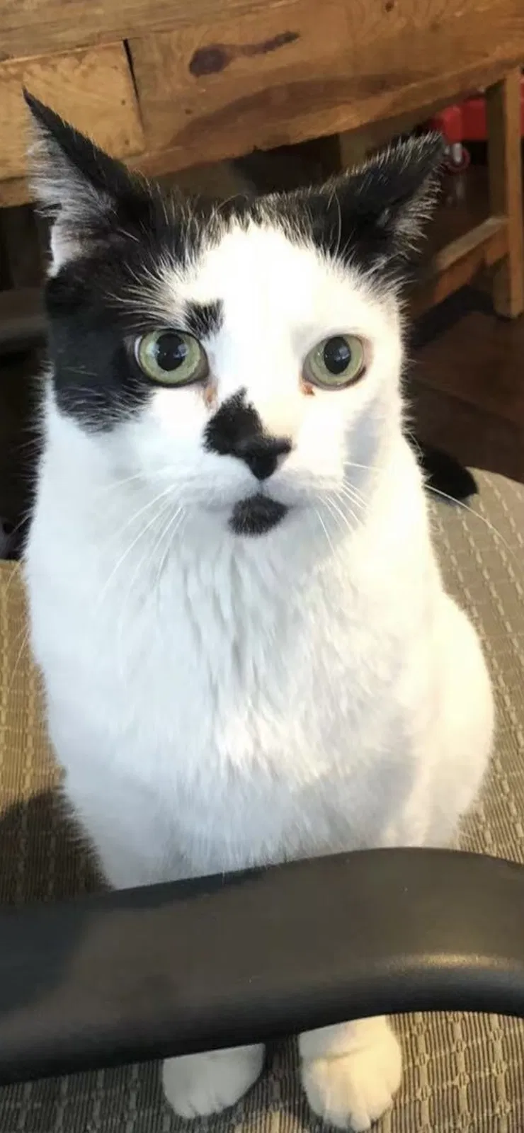 Lost cat in Monterey Park, CA, 91754