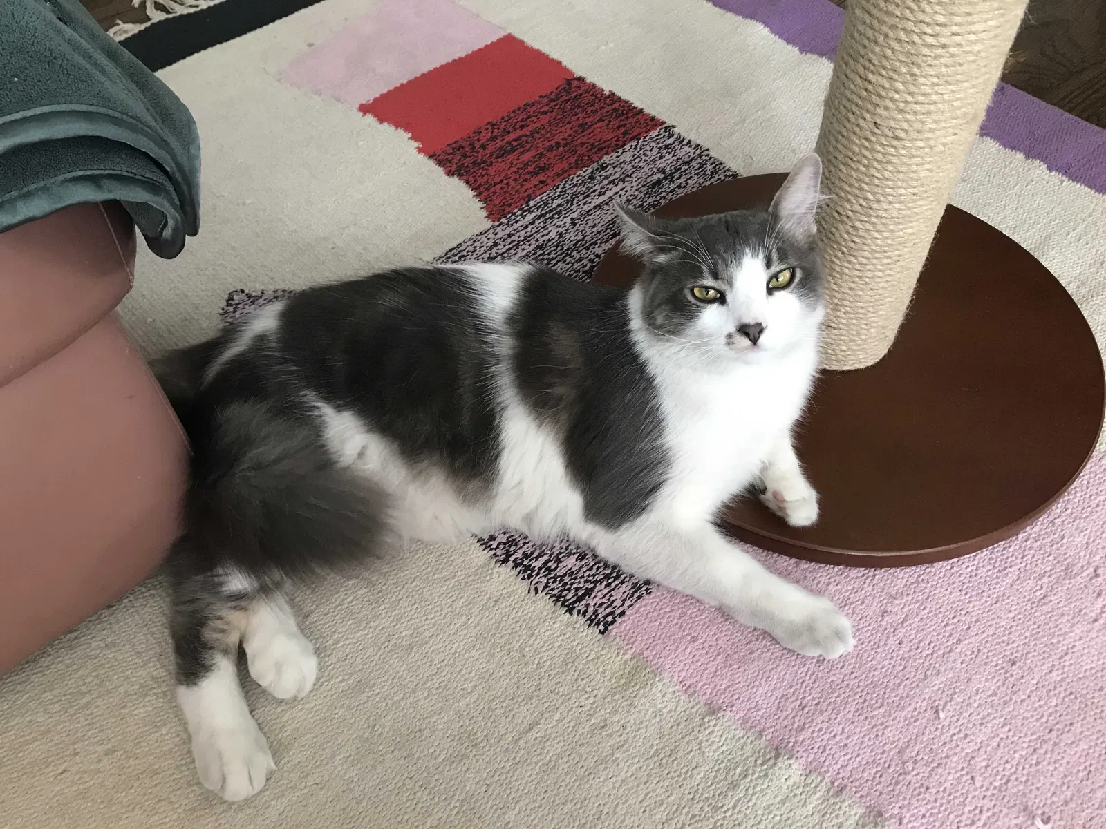 Lost cat in Los Angeles, CA, 90005
