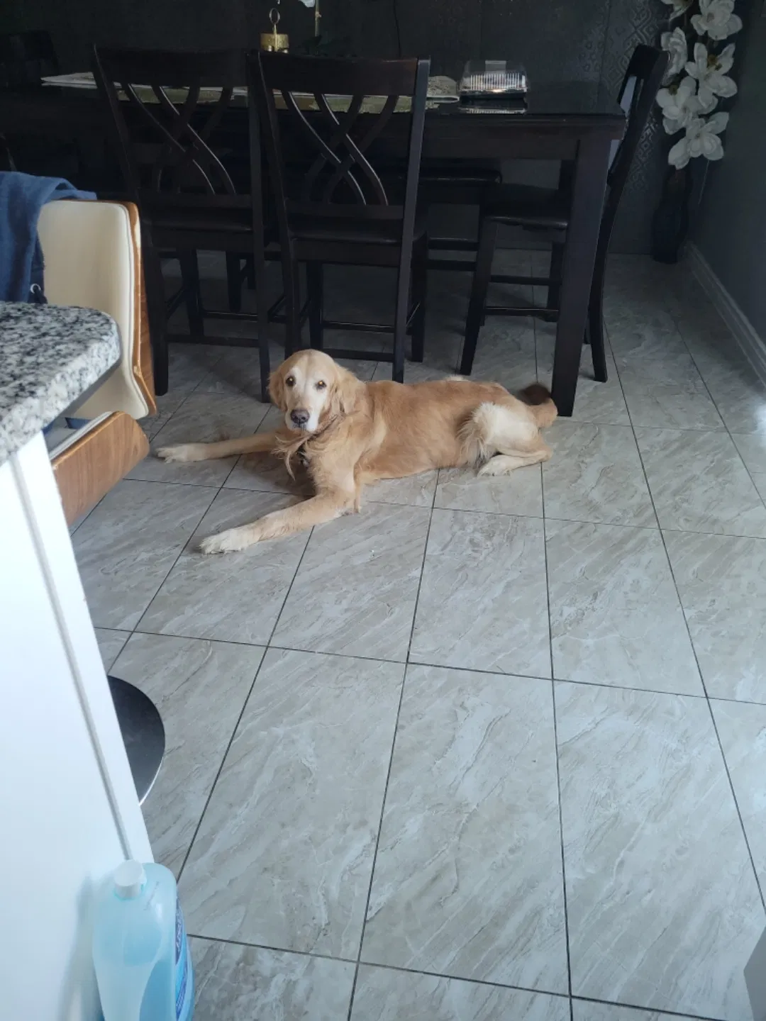 Lost dog in San Antonio, TX, 78245
