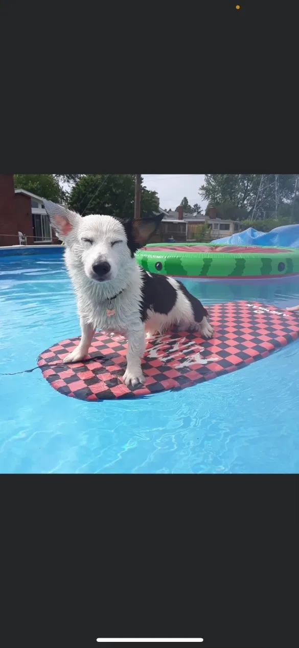 Lost dog in Sterling Heights, MI, 48313