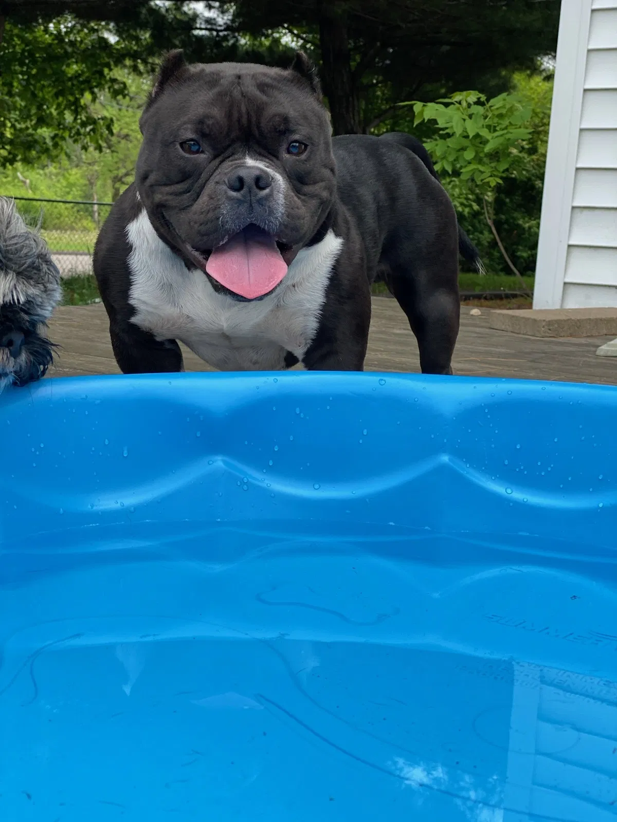 Lost dog in Saint Paul, MN, 55106