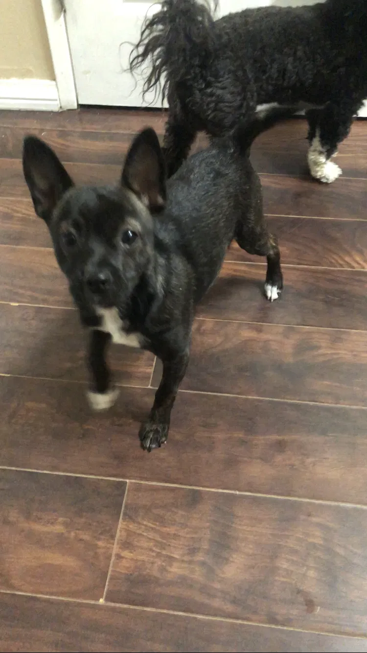 Lost dog in Lancaster, CA, 93535