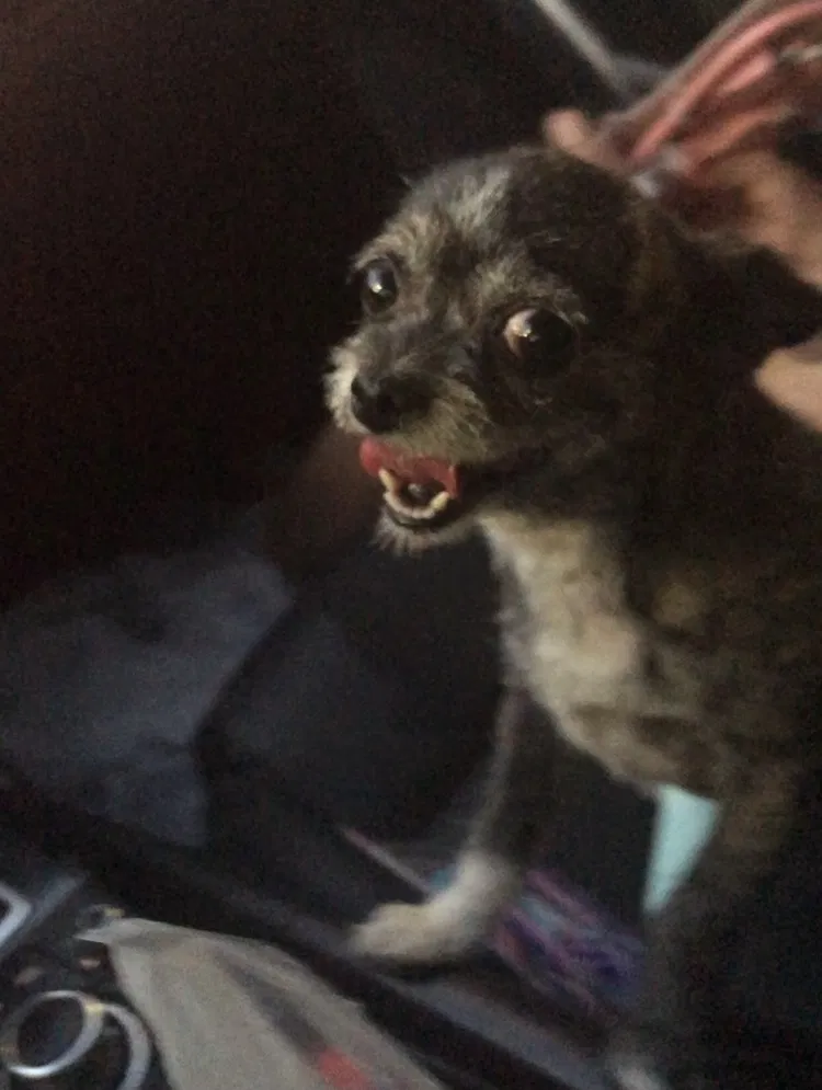 Lost dog in Whittier, CA, 90601