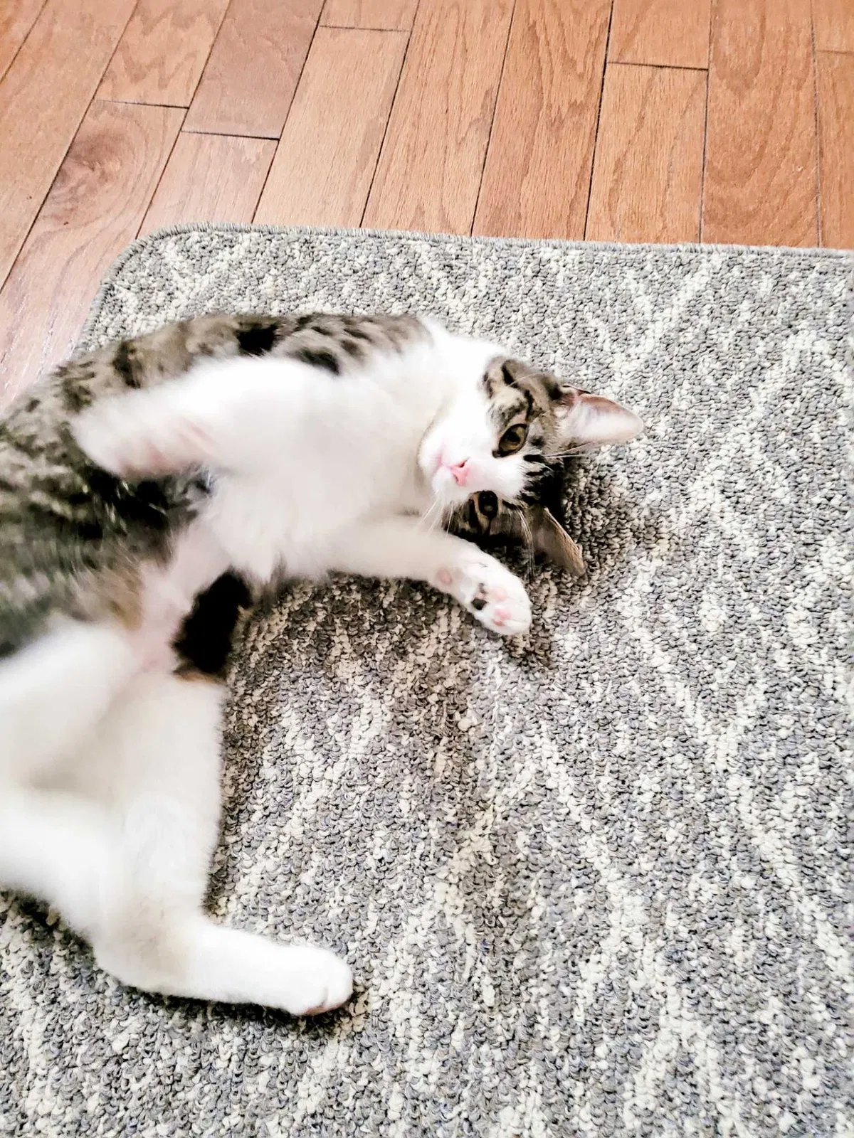 Lost cat in Englewood, CO, 80111