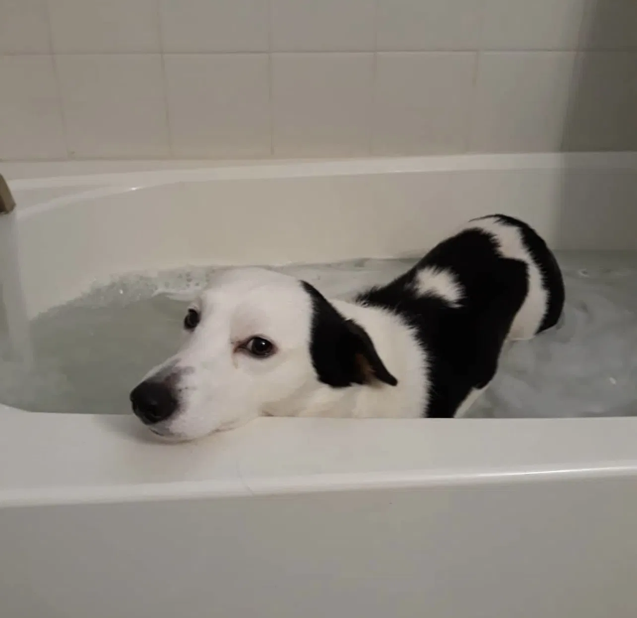 Lost dog in Sterling Heights, MI, 48313