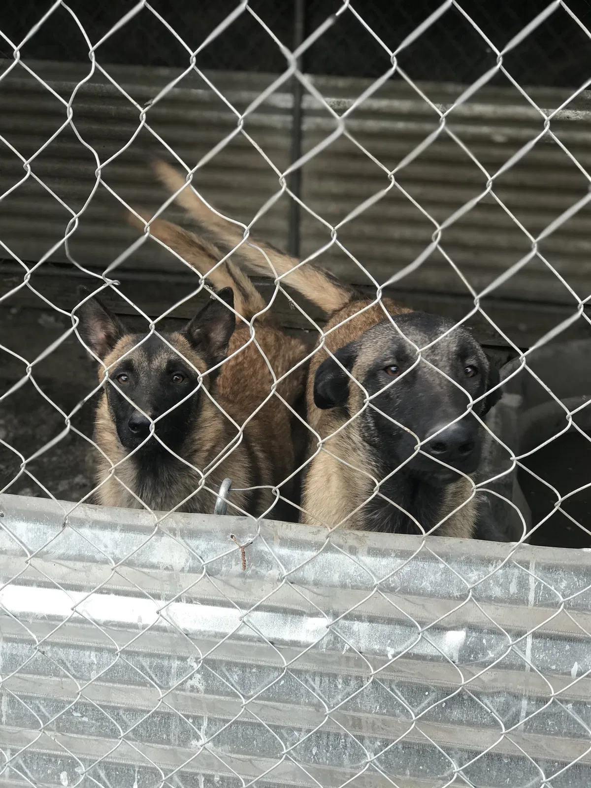 Lost dog in San Antonio, TX, 78221