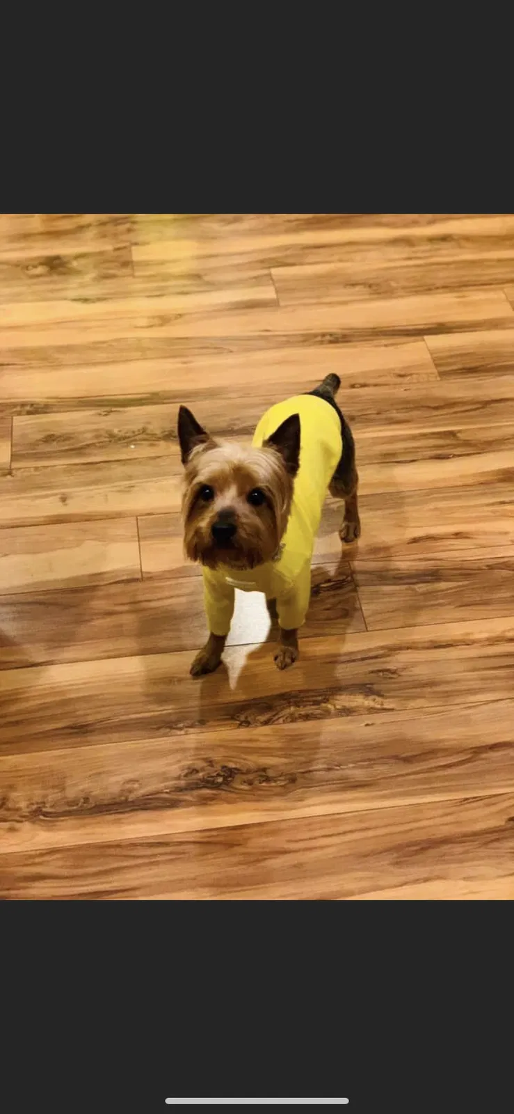 Lost dog in Portsmouth, VA, 23701