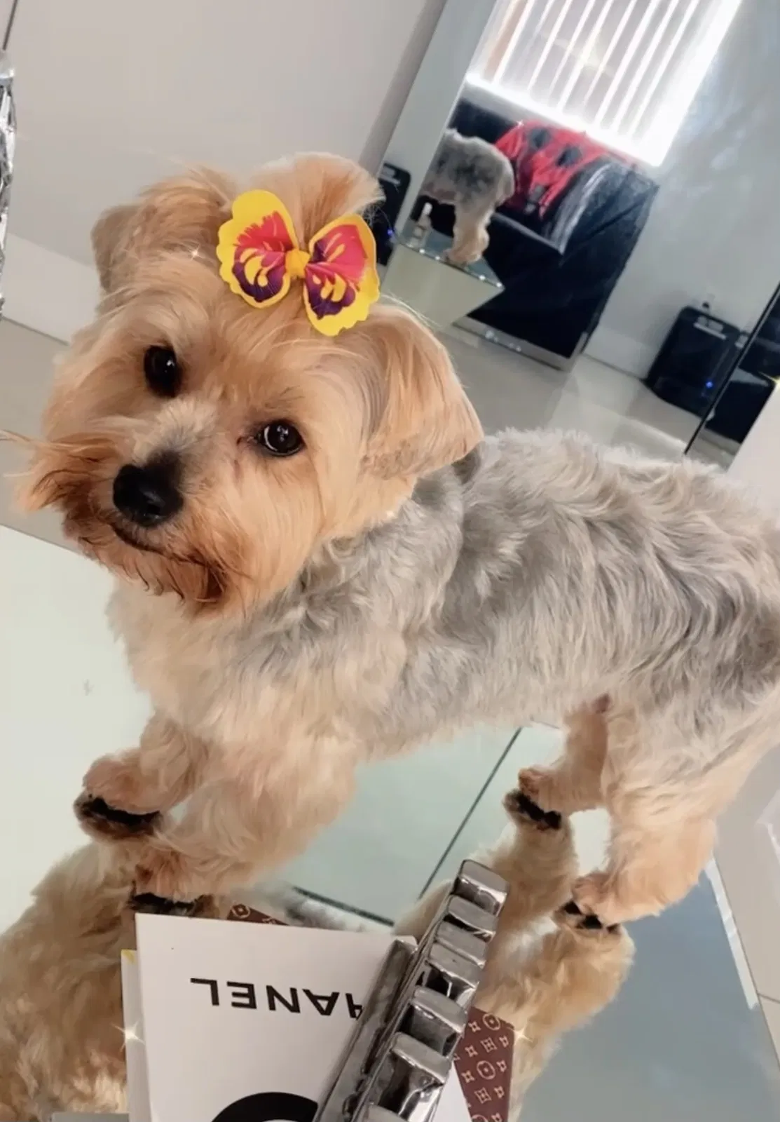 Lost dog in Miami, FL, 33155