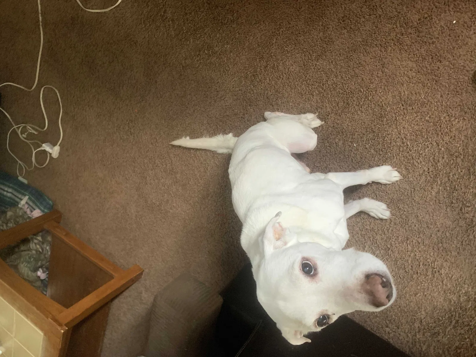 Lost dog in Euclid, OH, 44132