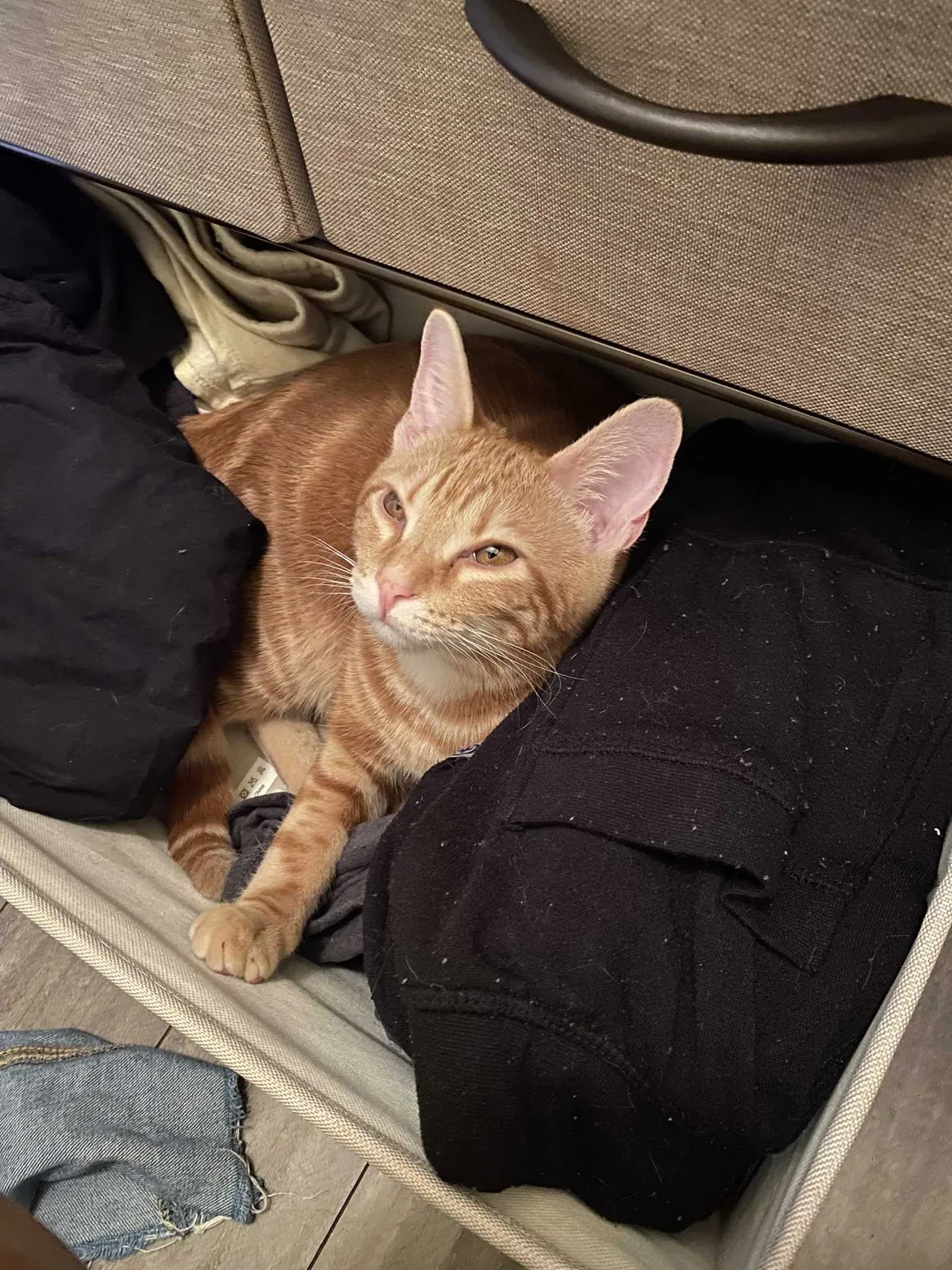 Lost cat in Los Angeles, CA, 90038