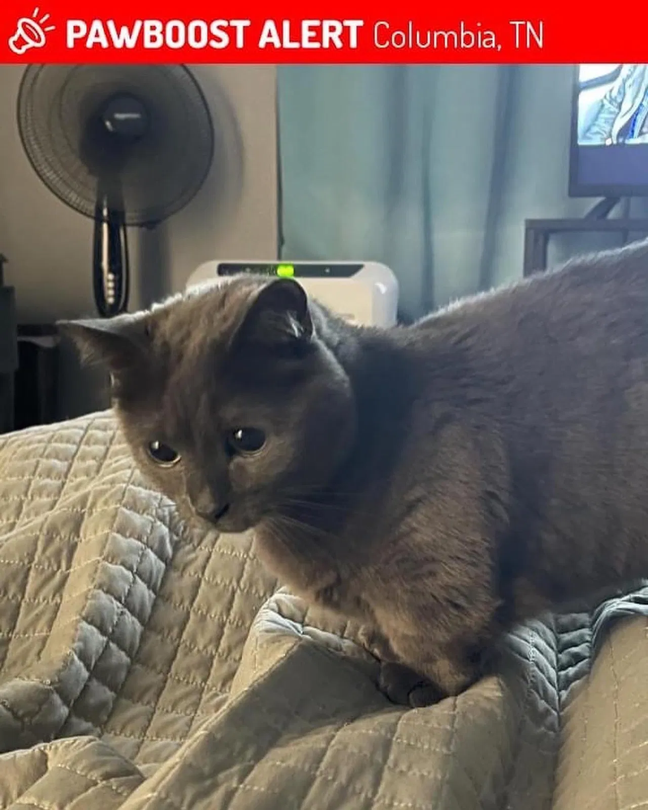 Lost cat in Columbia, TN, 38401