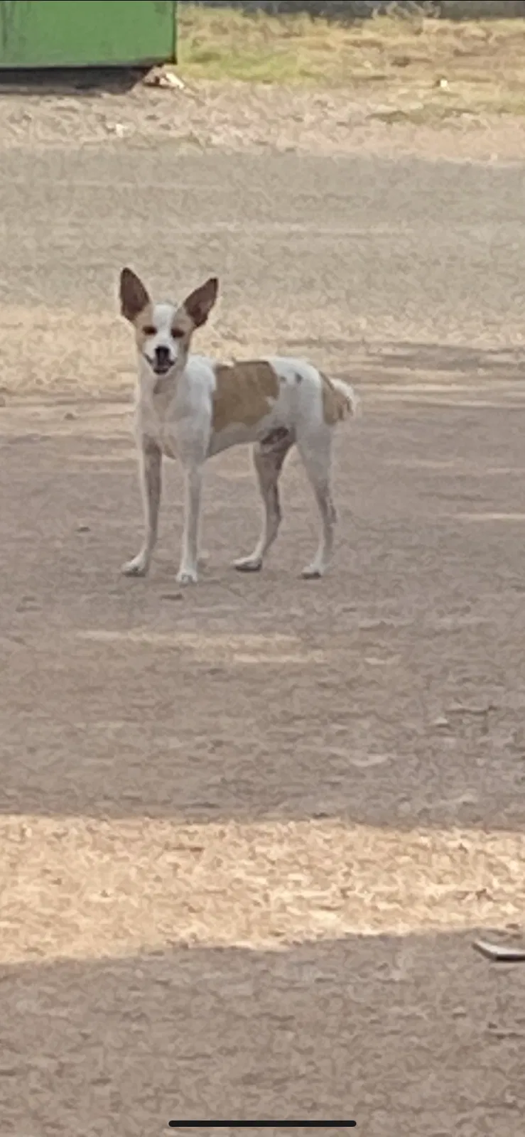 Lost dog in Odessa, TX, 79764