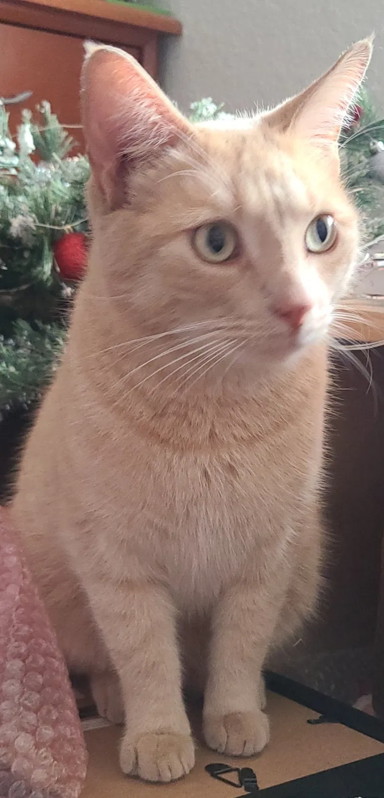 Lost cat in Converse, TX, 78109