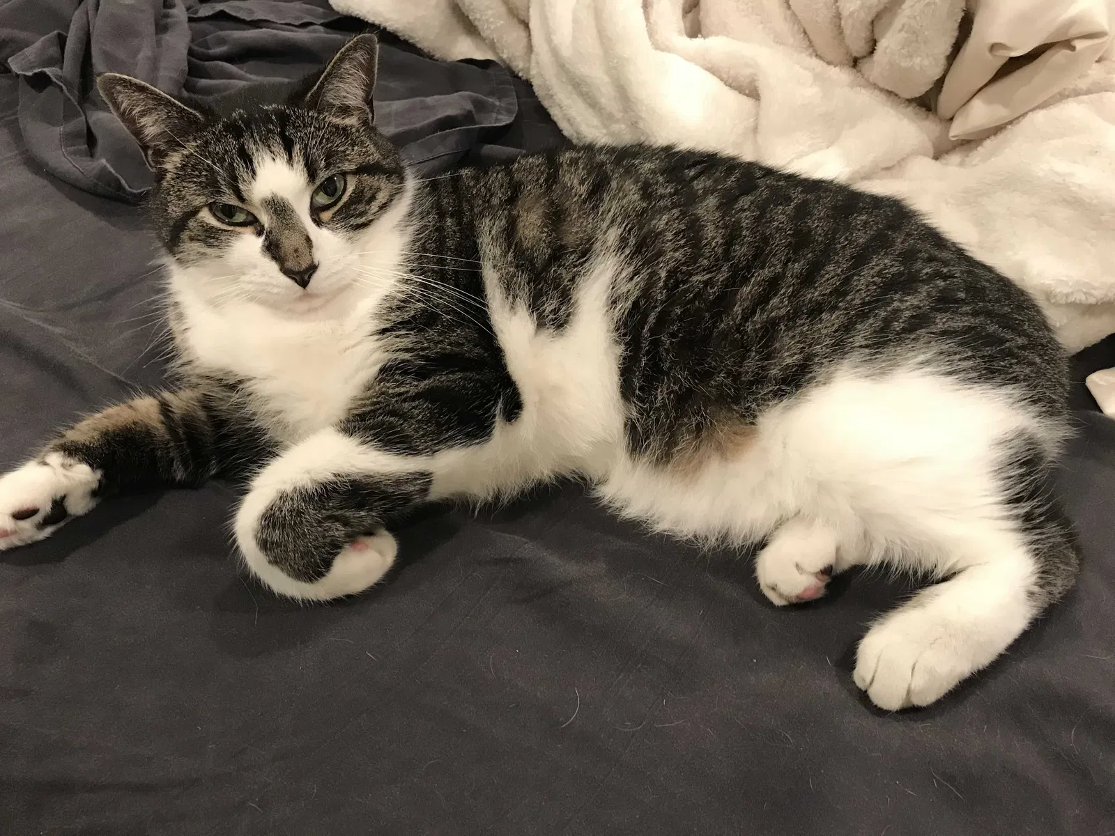 Lost cat in Escondido, CA, 92025