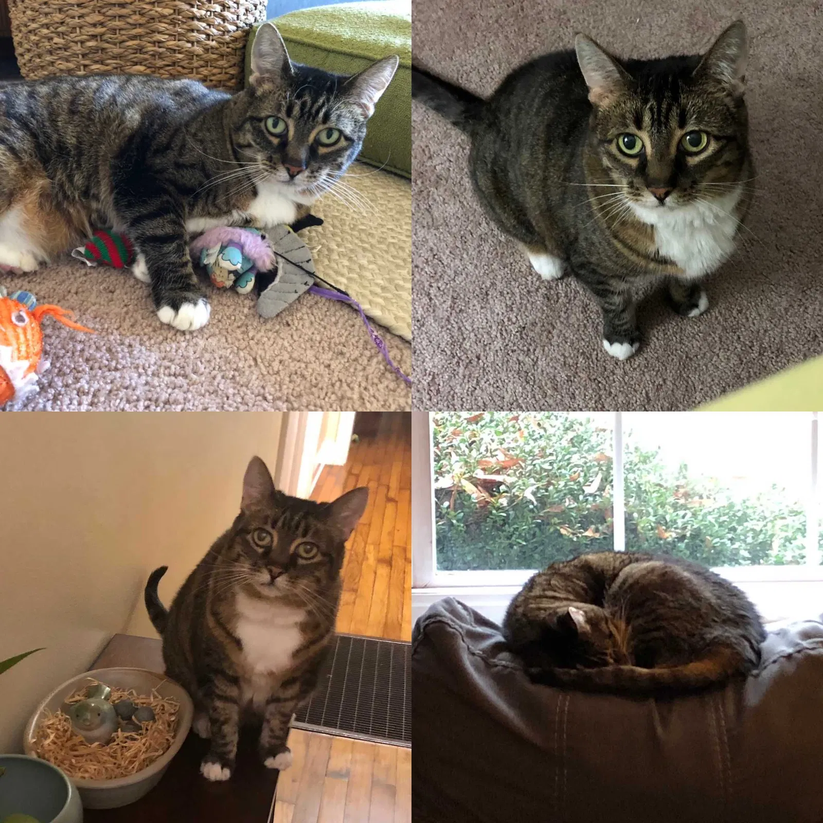 Lost cat in Charlotte, NC, 28209