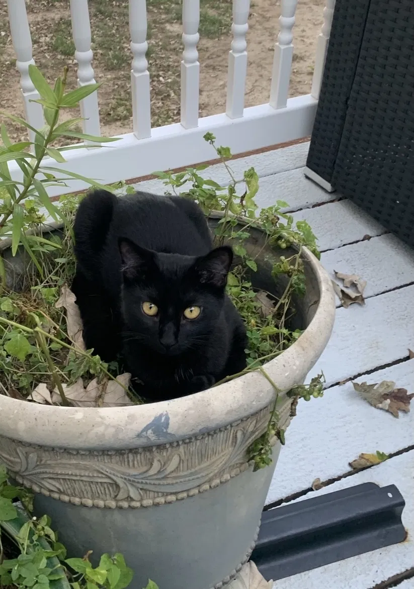 Lost cat in Saint Charles, MO, 63303