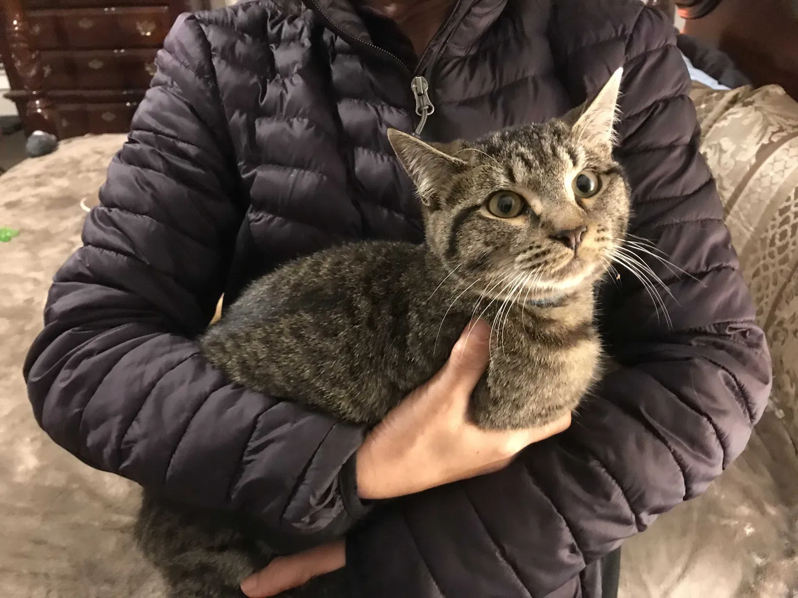 Found cat in Auburn, GA, 30011
