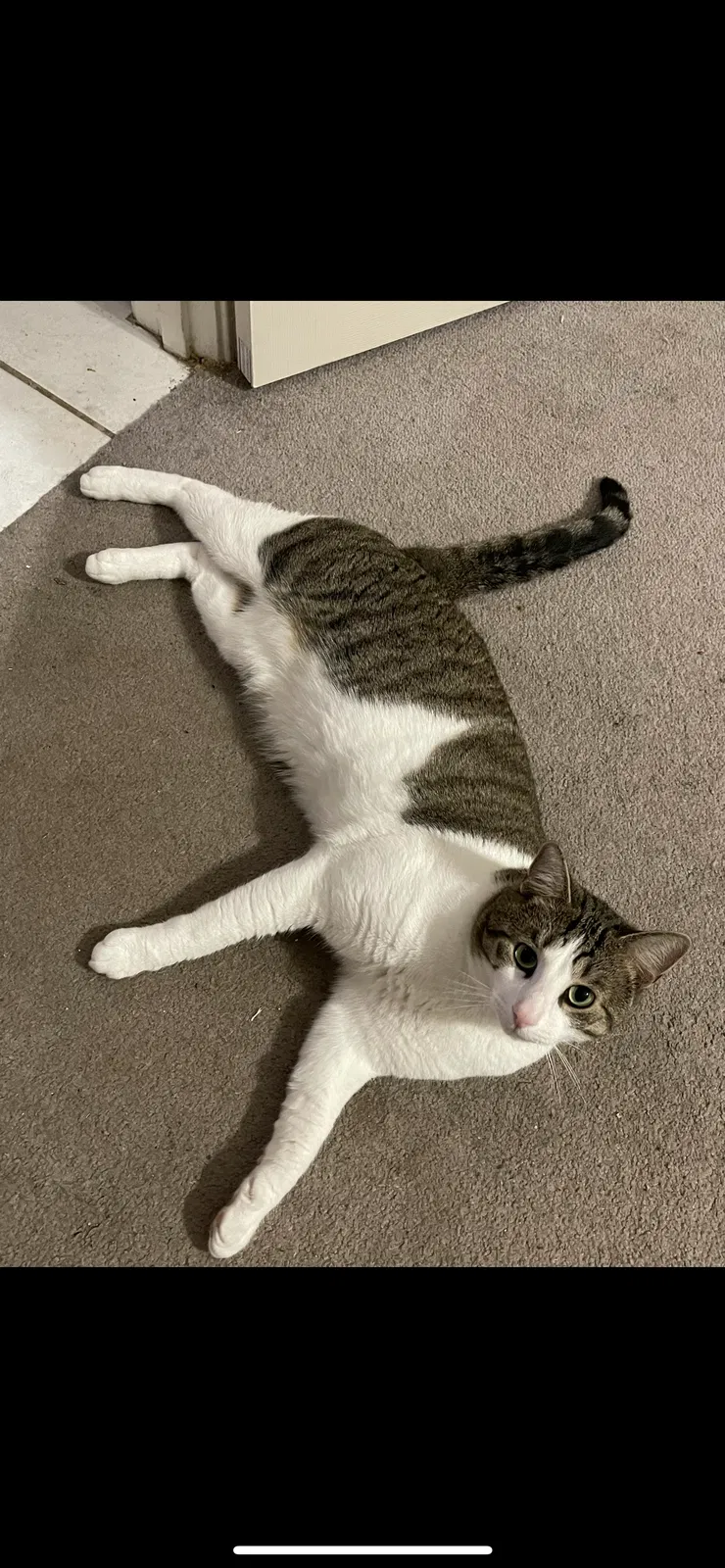Lost cat in Jacksonville, FL, 32221
