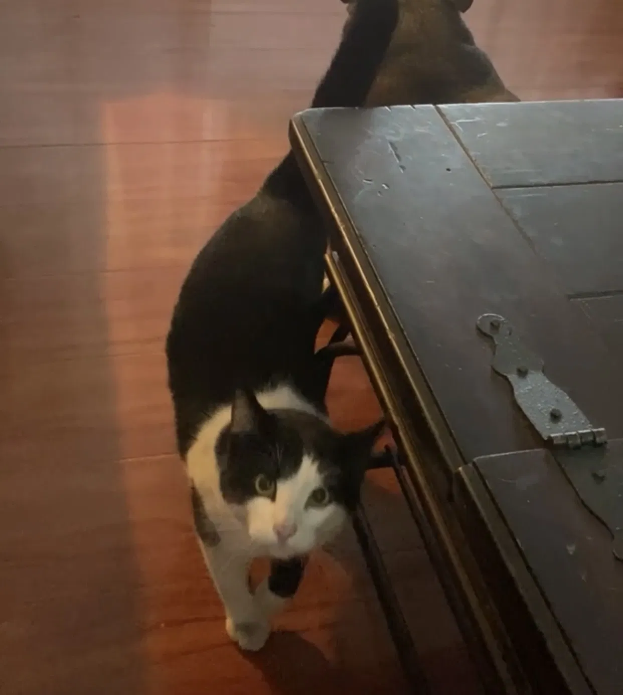 Lost cat in Anaheim, CA, 92806