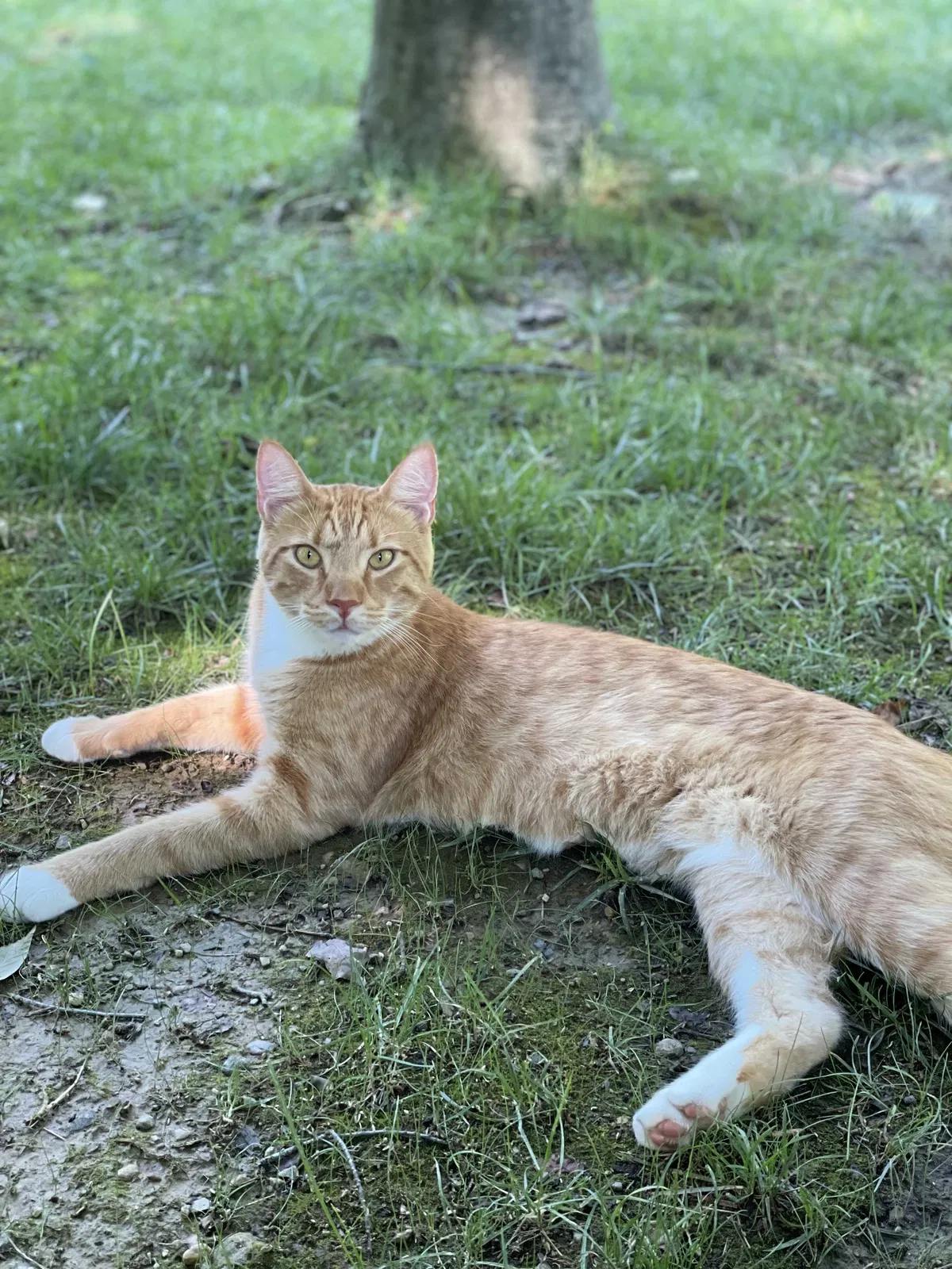 Lost cat in Noblesville, IN, 46062