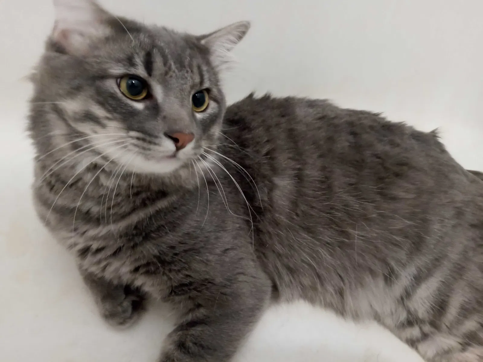 Lost cat in Boise, ID, 83706