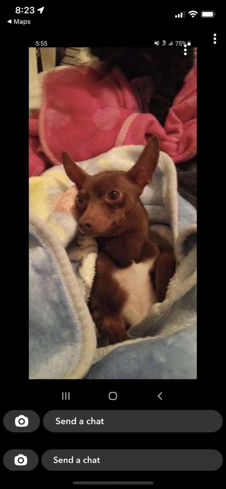 Lost dog in Des Plaines, IL, 60018
