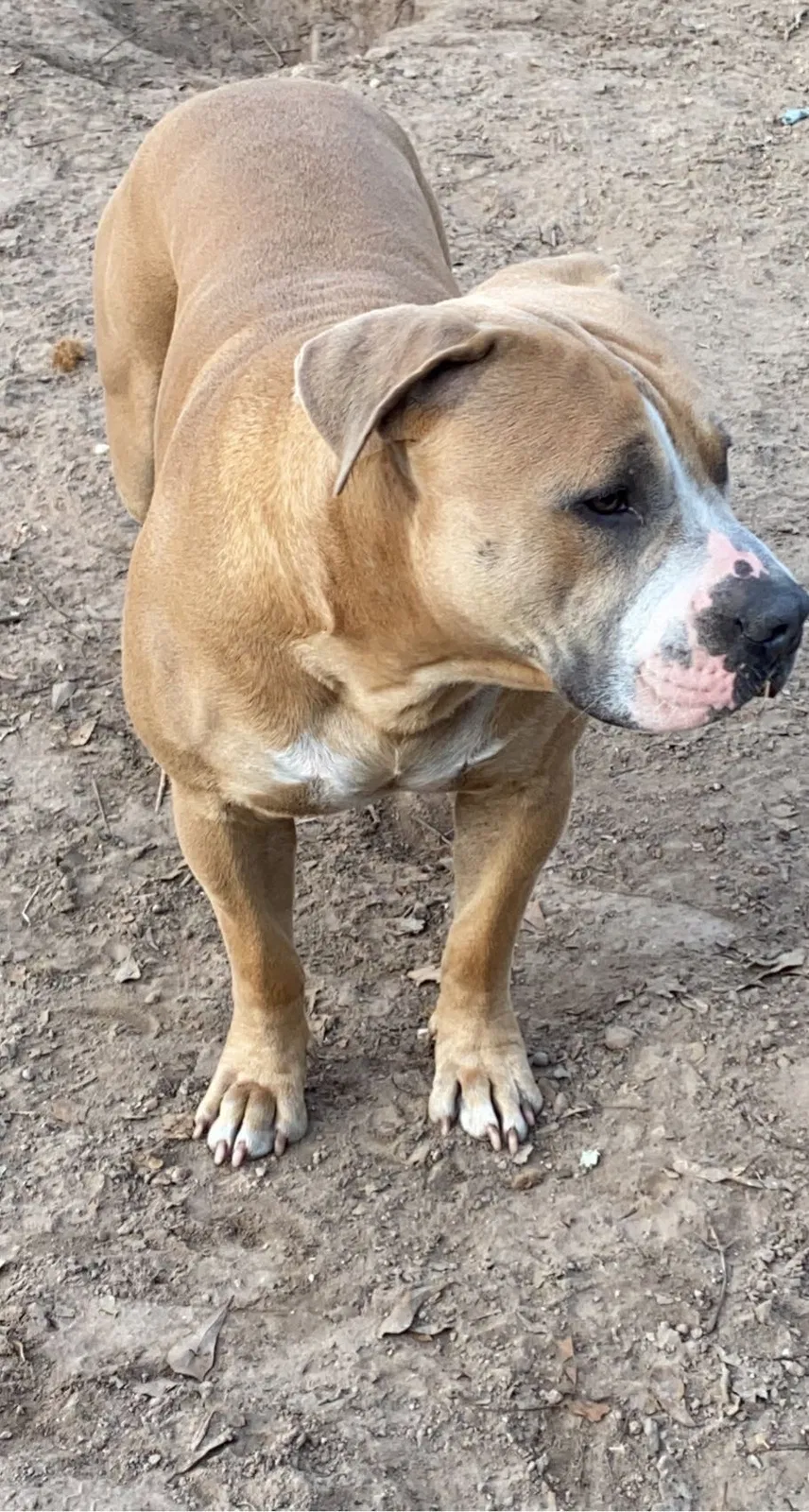 Lost dog in Porter, TX, 77365