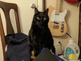 Lost cat in Durham, NC, 27707
