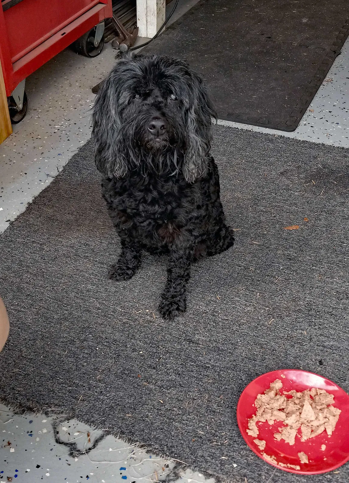 Lost dog in Deland, FL, 32724